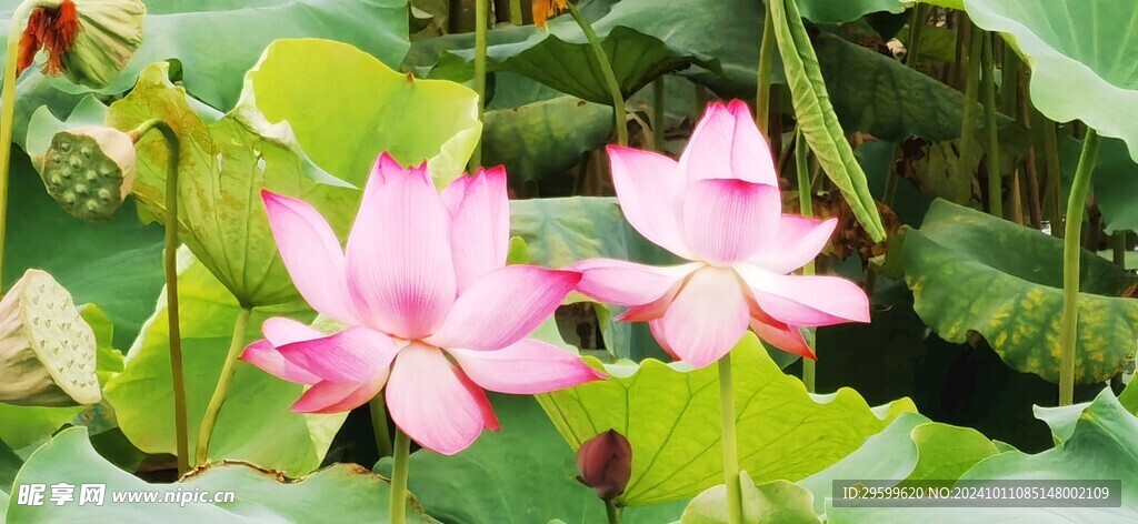 荷花  