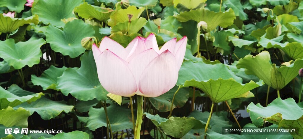 荷花  