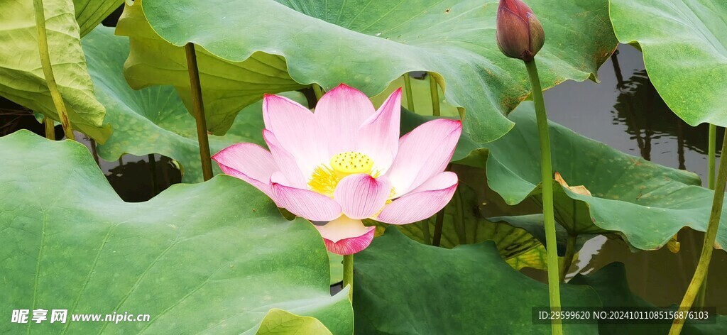荷花  