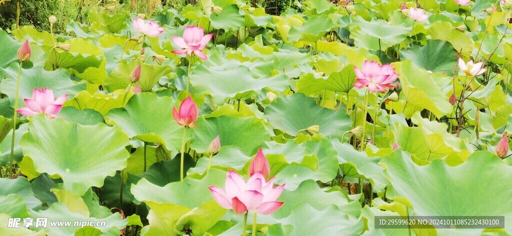 荷花 