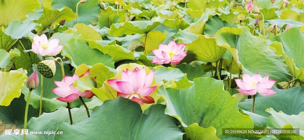 荷花  