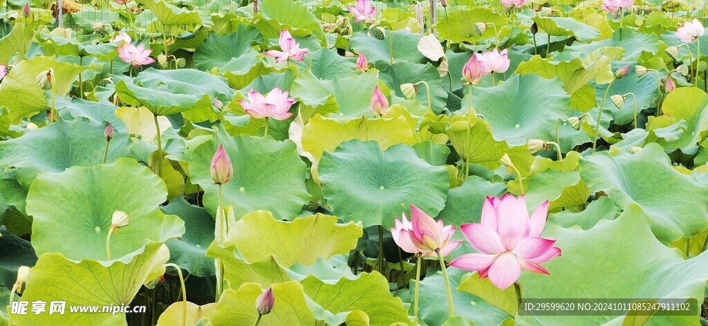 荷花 