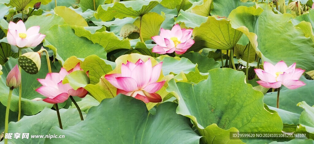 荷花  