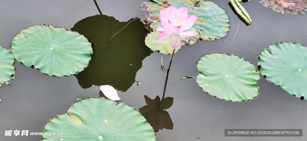 荷花  
