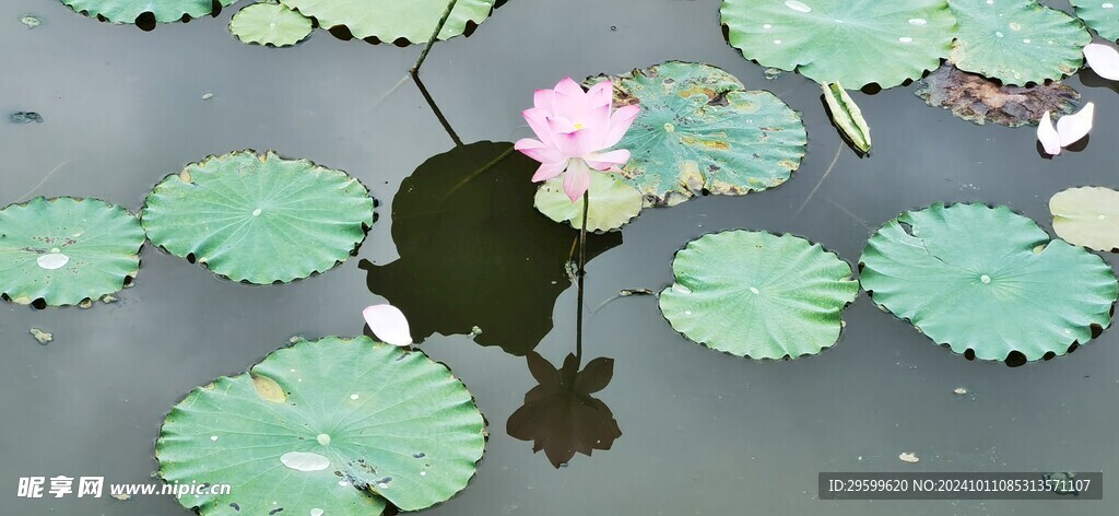 荷花  