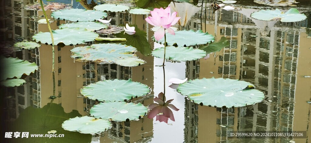 荷花  