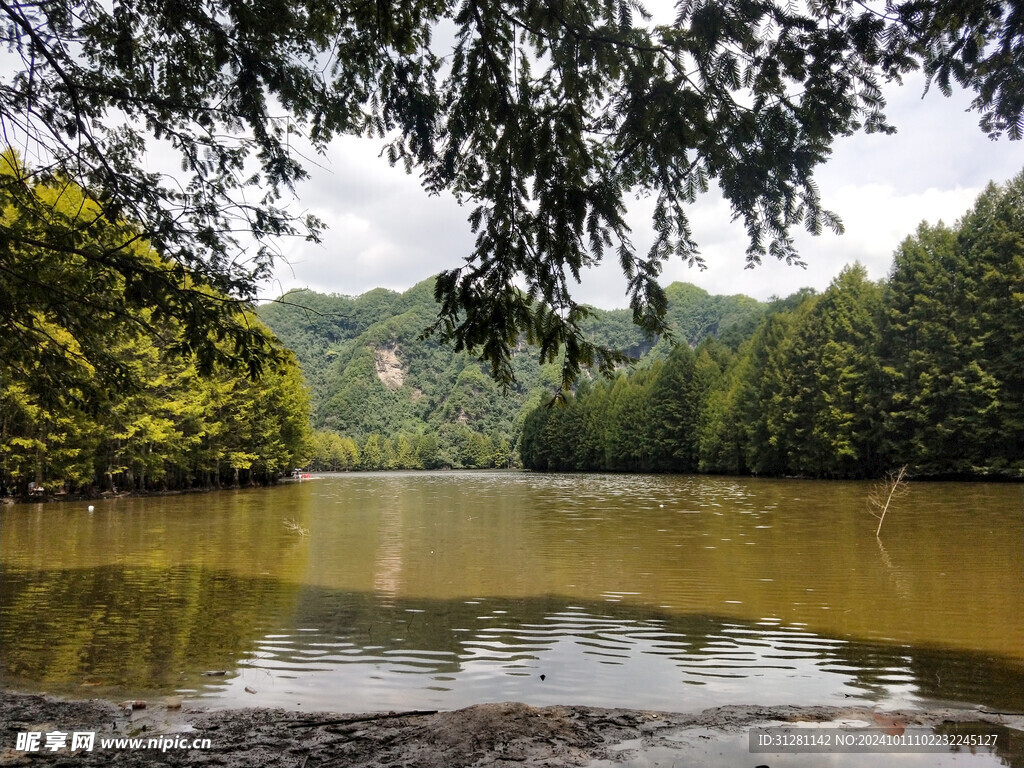 汉中龙池松树林旅游