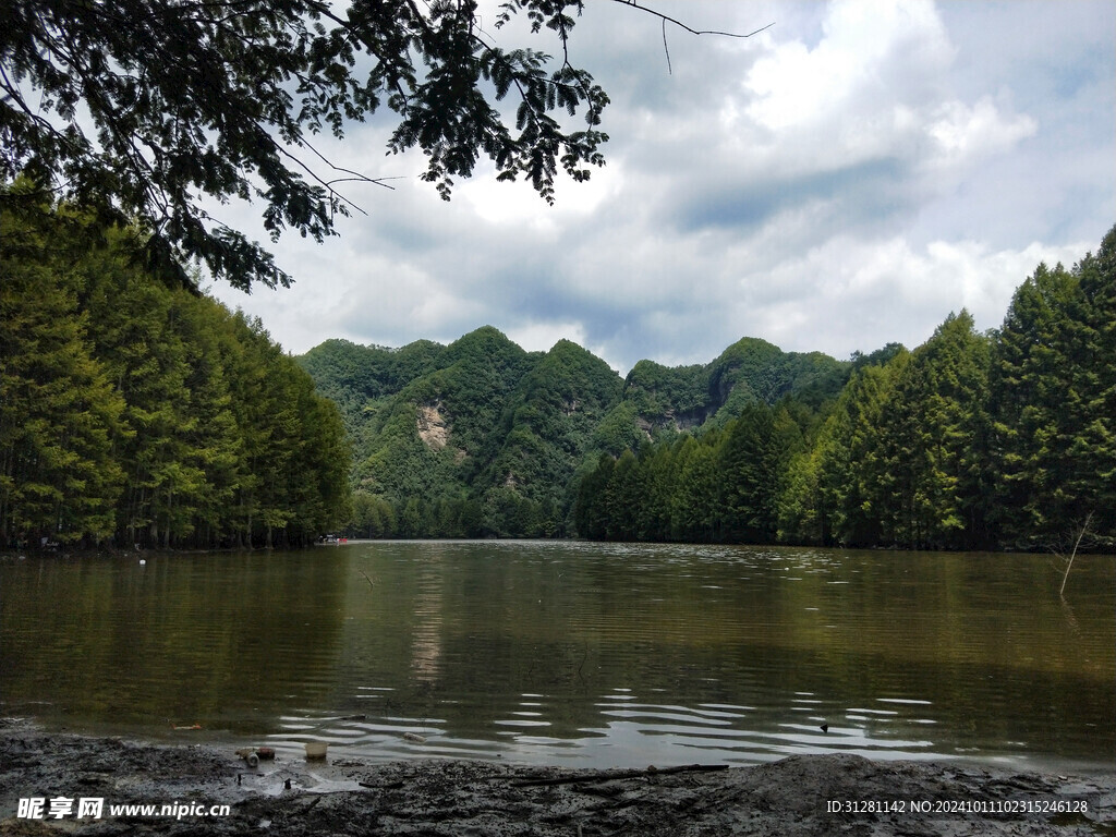 汉中龙池古松树林景点