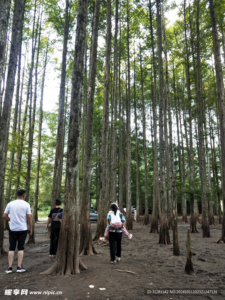 汉中龙池松树林