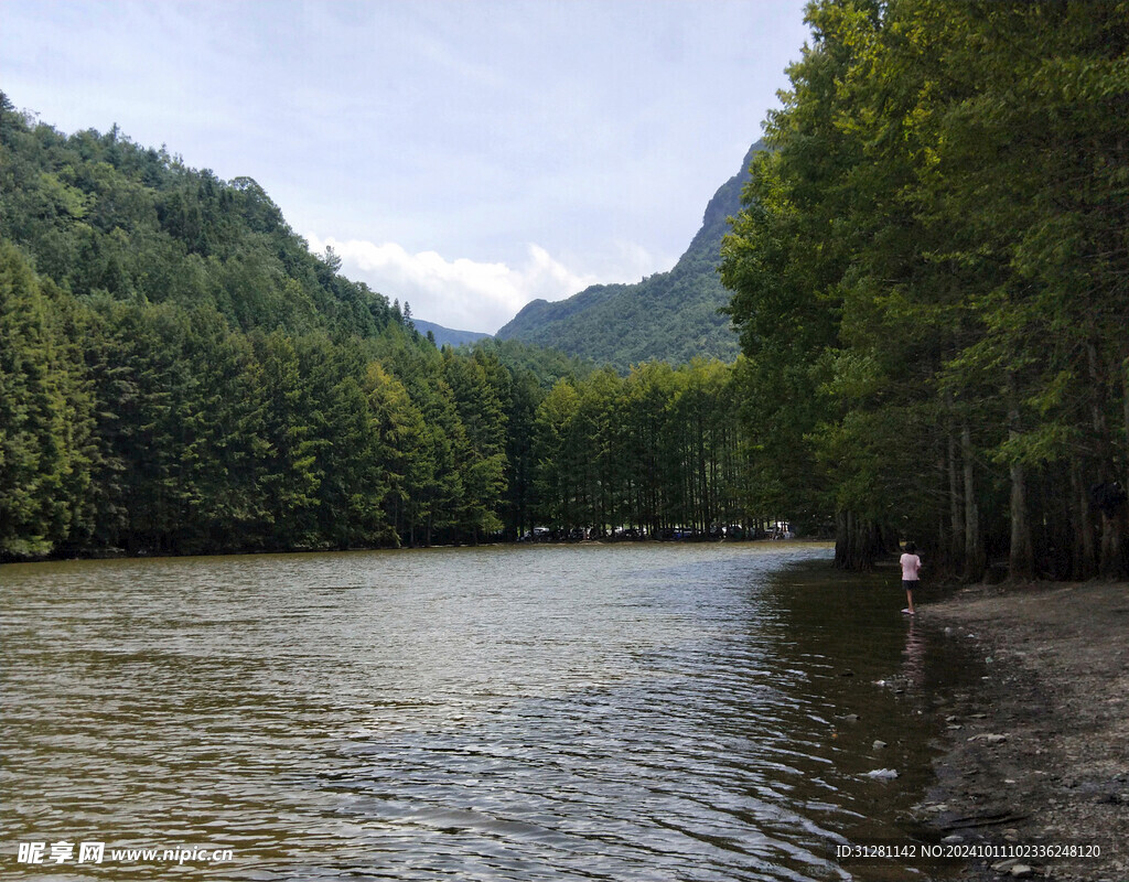 汉中龙池古松树林美景