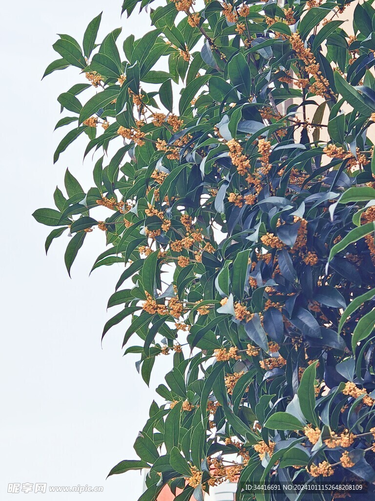 桂花图片