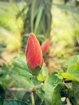 朱槿花