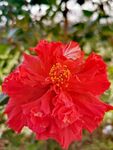 朱槿花