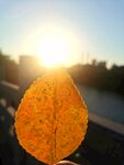 夕阳下的落叶