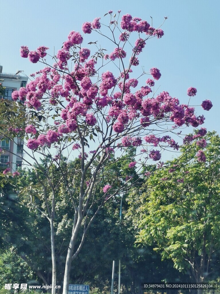 紫花风铃木