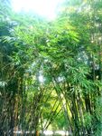 竹林