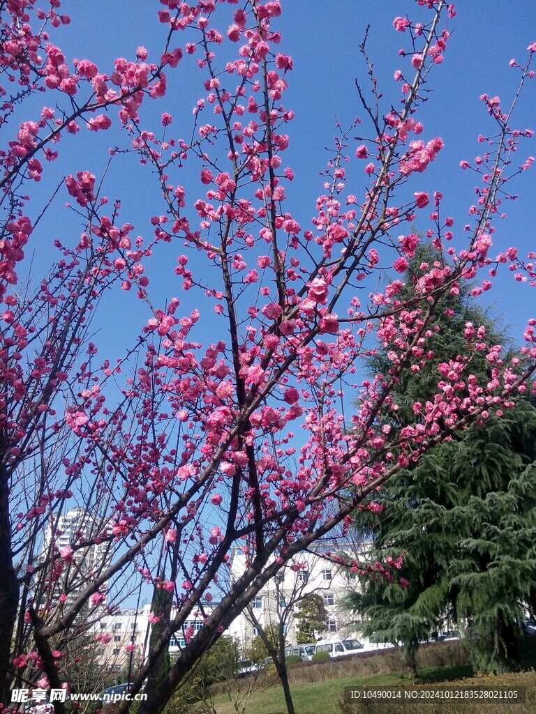 花
