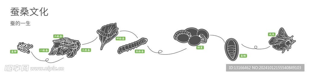 蚕桑文化 蚕的一生
