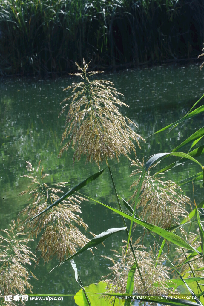 芦苇芦花 