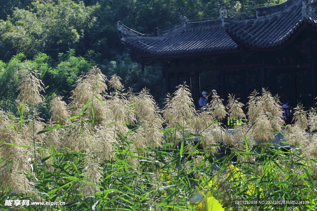 芦苇芦花  