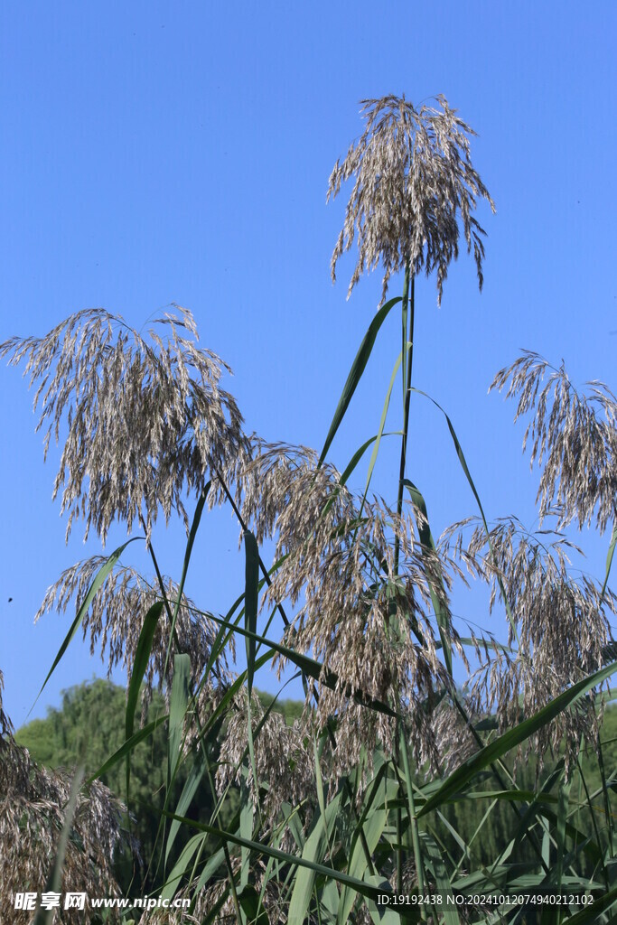 芦苇芦花  