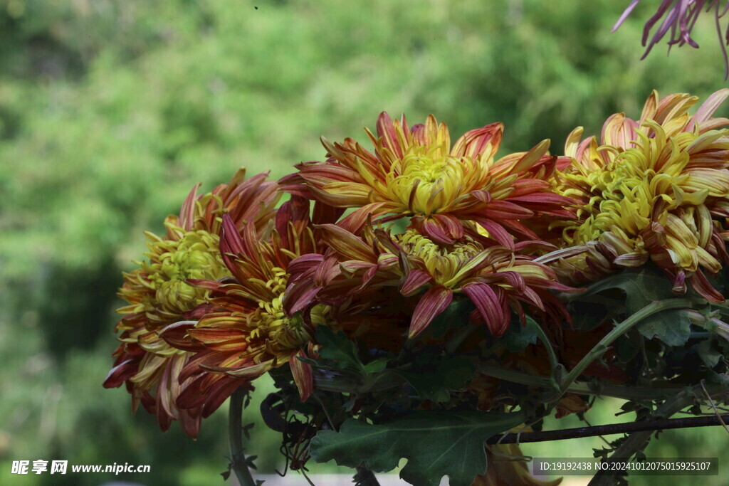 菊花  