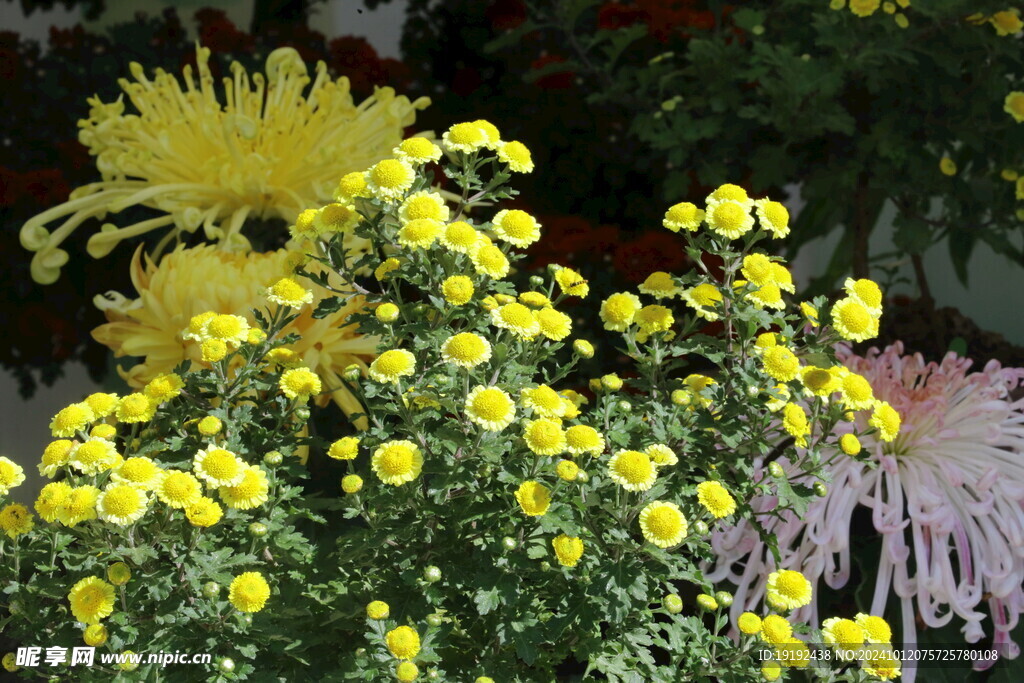 菊花  