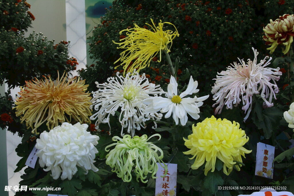 菊花  