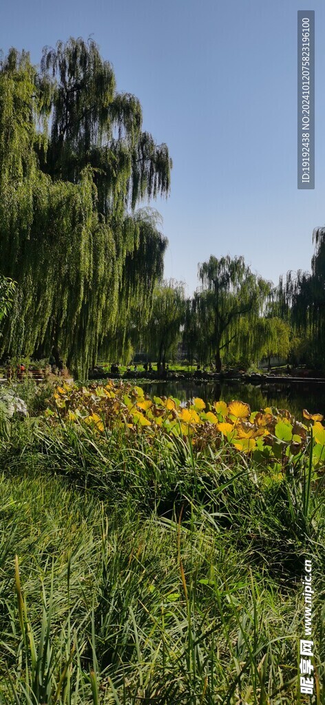 公园风景 