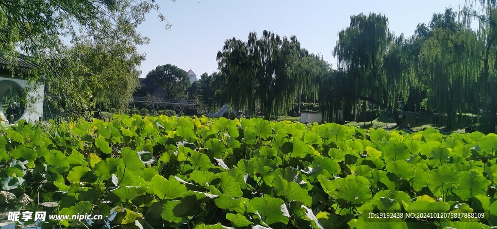 公园风景  