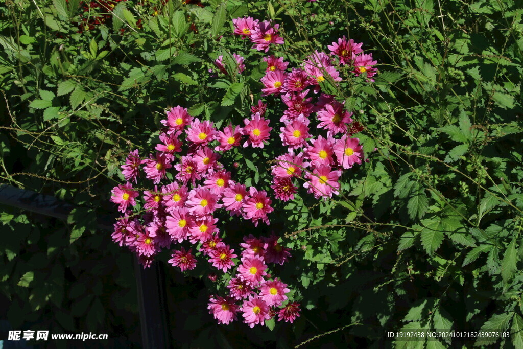 菊花