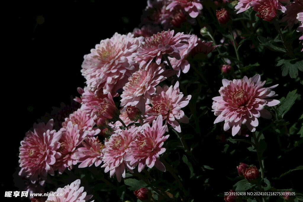 菊花 