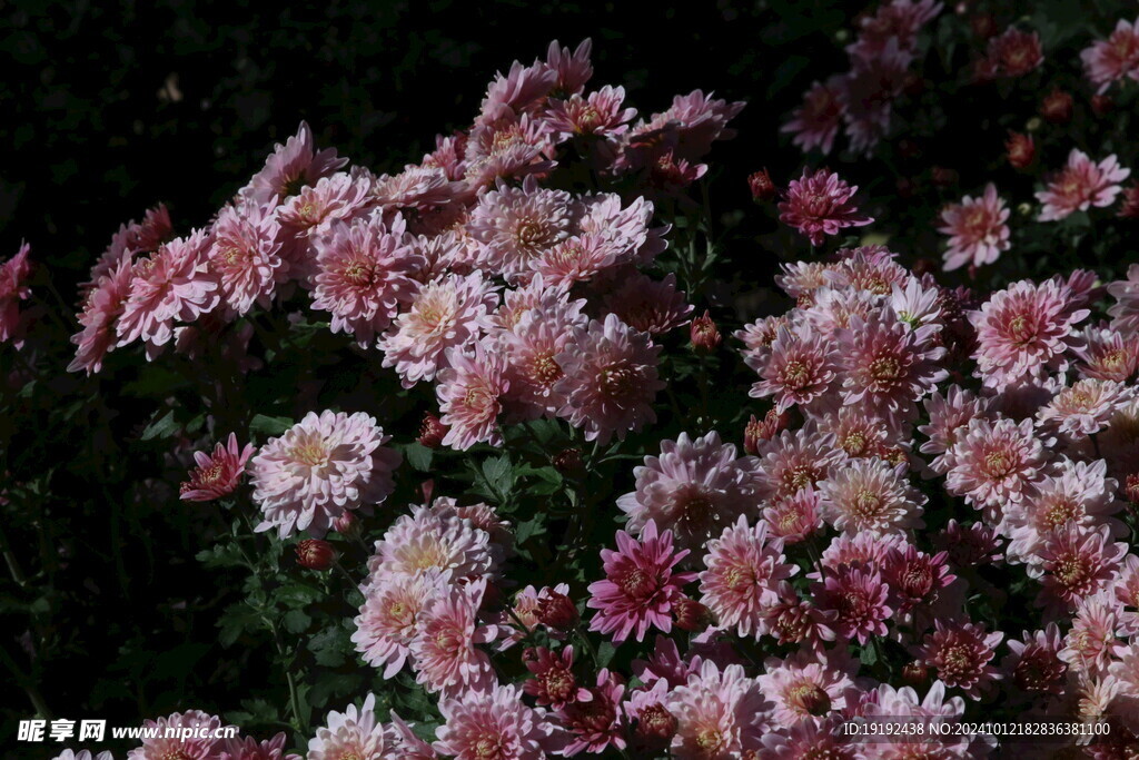 菊花  