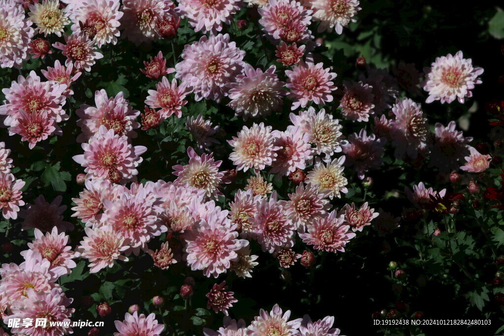 菊花