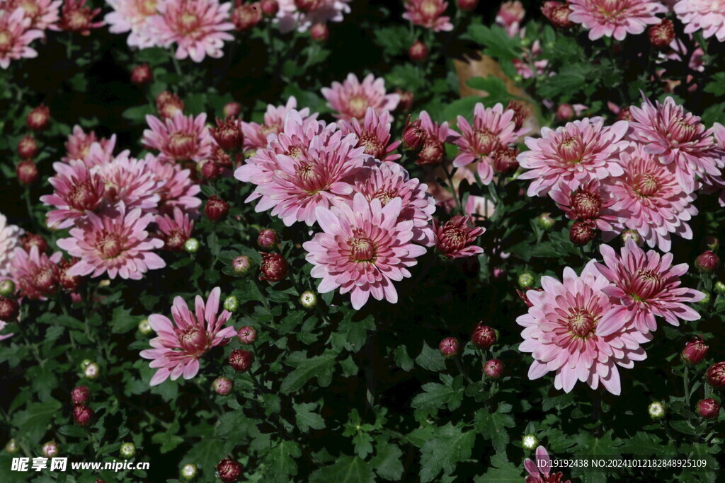 菊花 