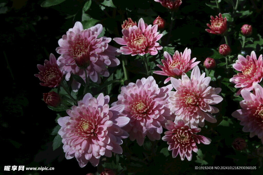 菊花   