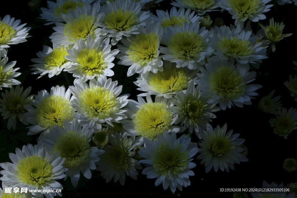 菊花  
