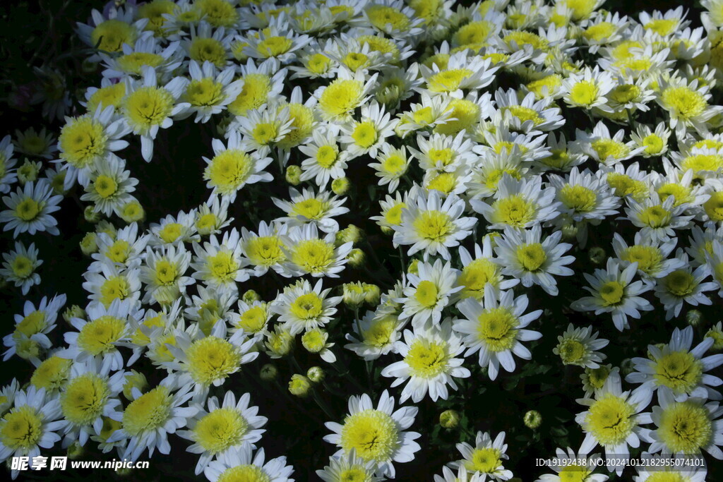 菊花 