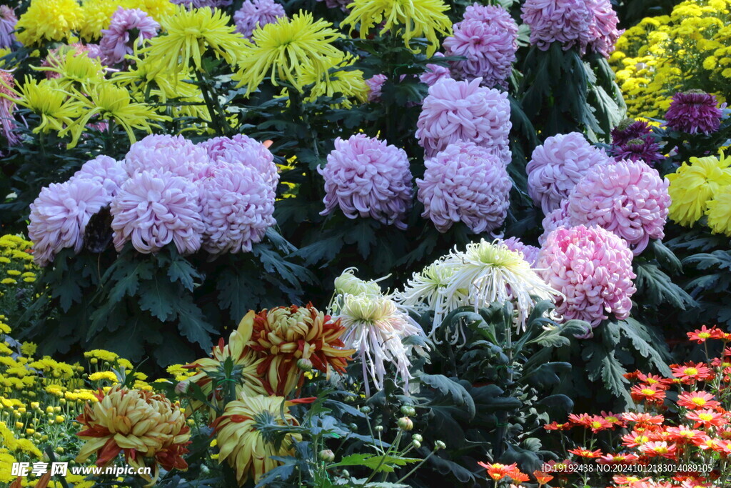 菊花 