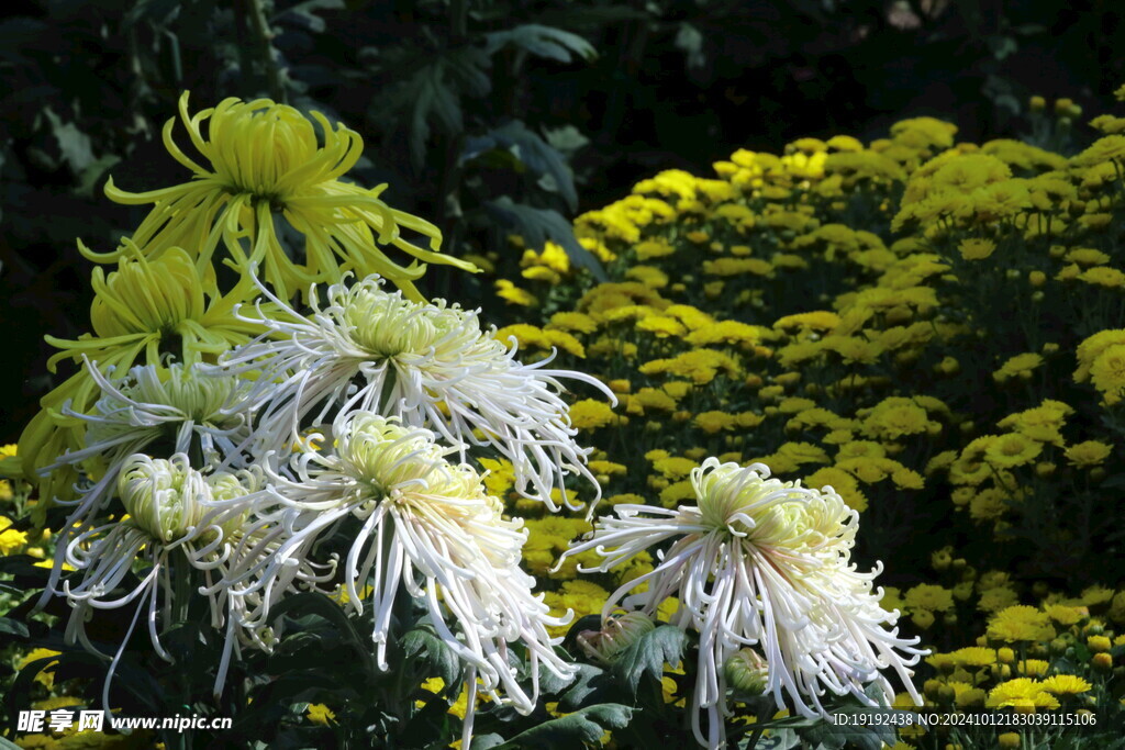 菊花  