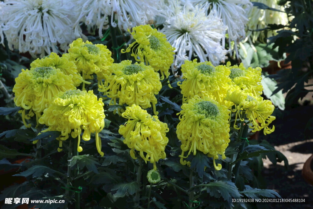 菊花  