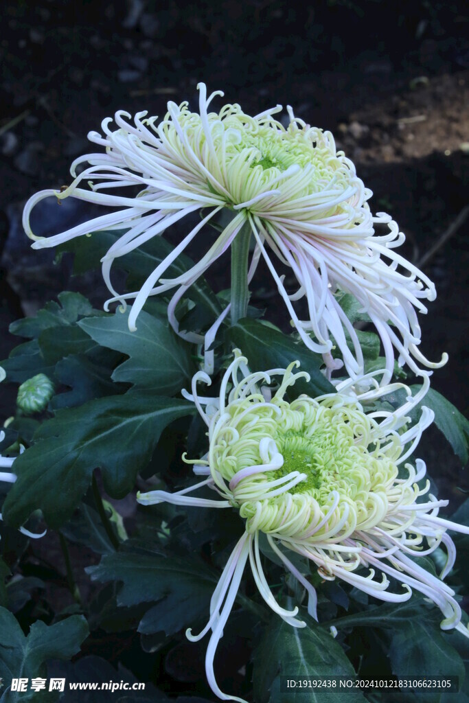 菊花   