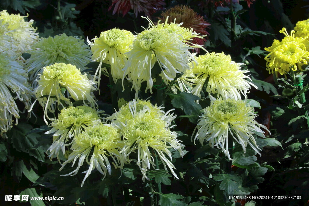 菊花
