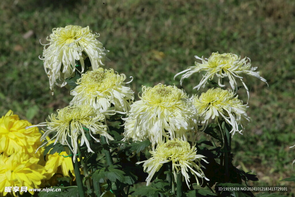 菊花  