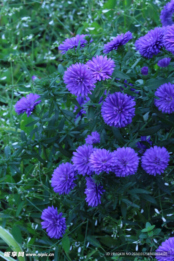 紫菀  