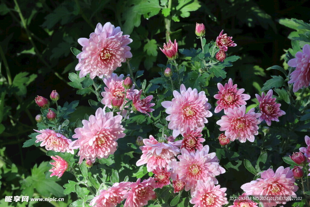菊花   