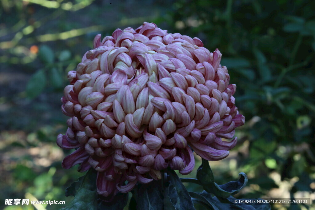 菊花  