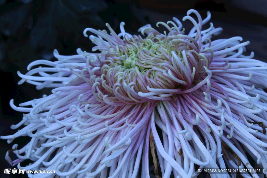 菊花   