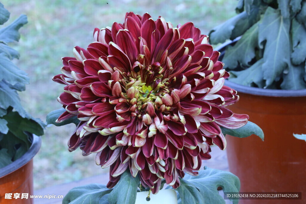 菊花