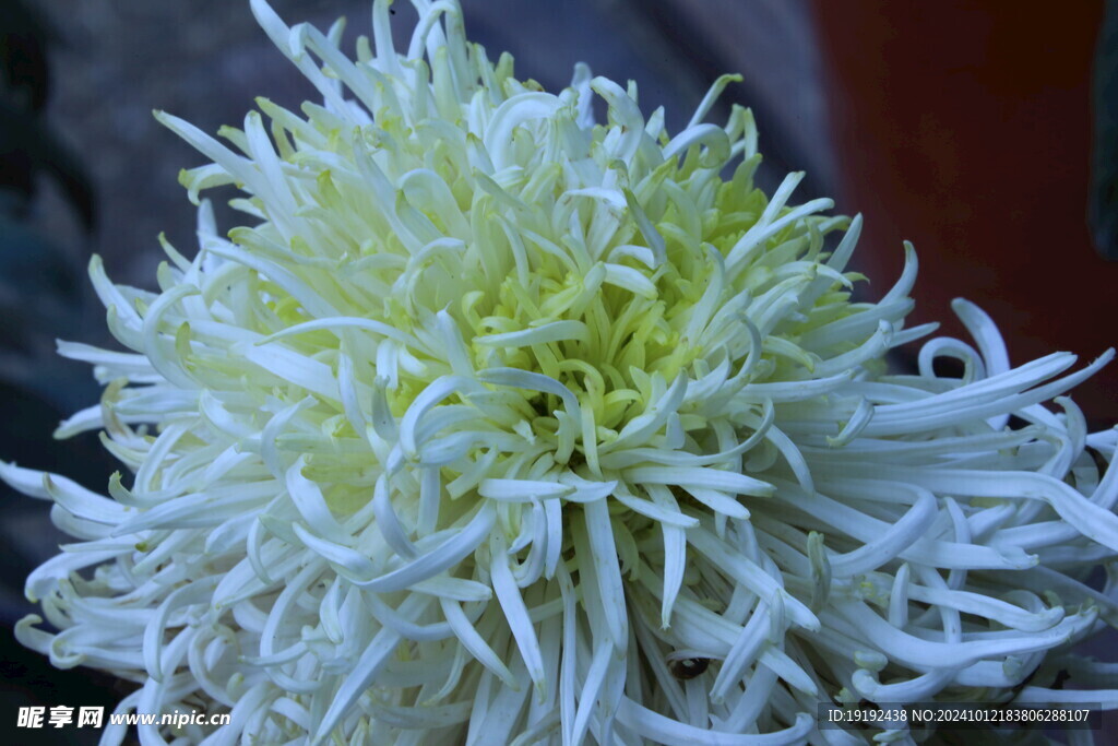 菊花 